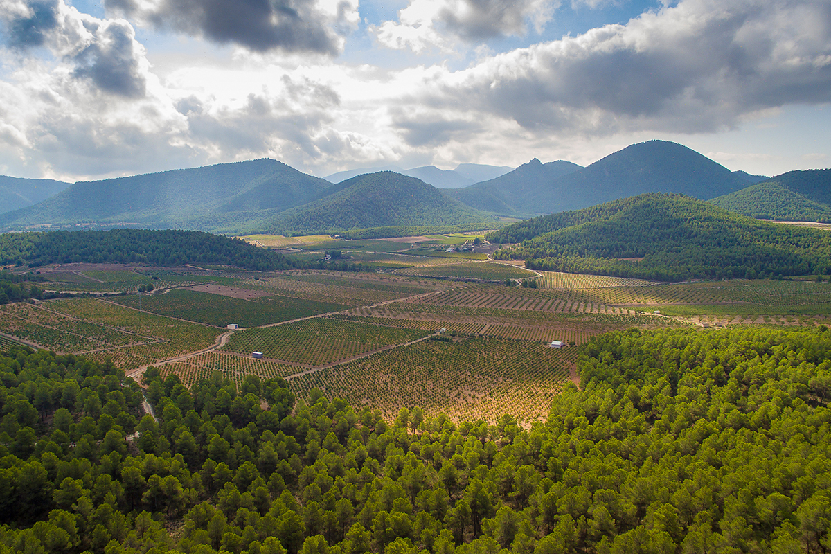 D O Bullas Enoturismo Catas VISITAR BODEGAS d-o-bullas-enoturismo-catas-visitar-bodegas