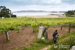 D.O. Rías Baixas | Enoturismo & Catas | VISITAR BODEGAS