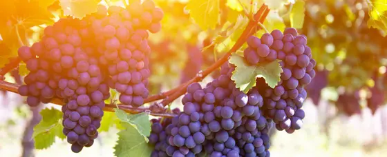 ¿Qué es el vino ecológico?