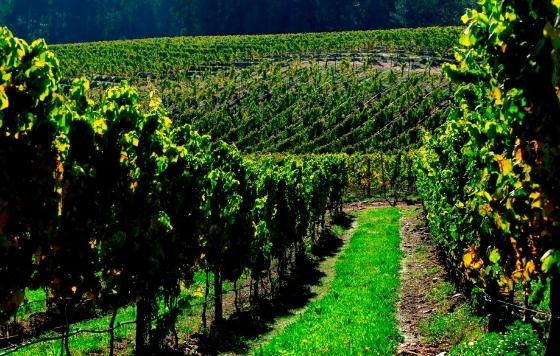 Las técnicas de intensificación ecológica mejoran la biodiversidad del suelo y el resultado final del vino