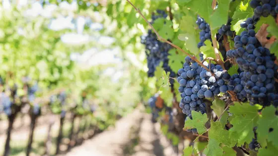 Las variedades de uva más utilizadas en la elaboración del vino: Conoce sus características y sabores
