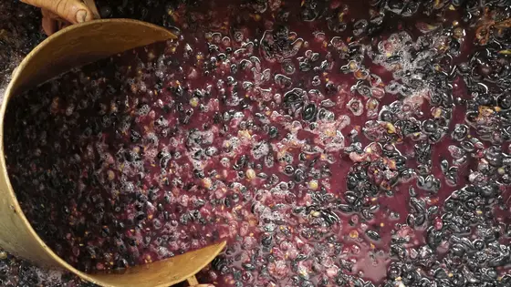 Cómo reducir la huella de carbono en la producción de vino