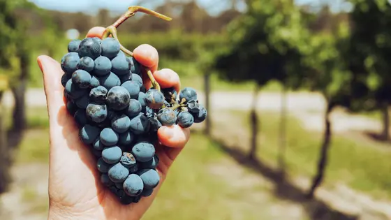 El origen de las cepas de vino europeas: Descubre la historia detrás de tus variedades favoritas