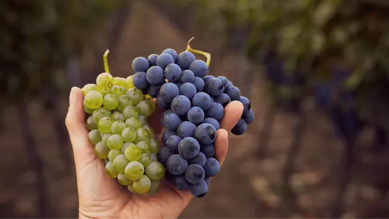 ¿Qué es el vino ecológico y por qué deberías probarlo?